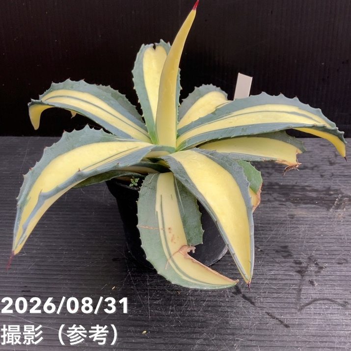 アガベ 3.5号 americana mediopicta ナチノカガヤキ|観葉10-TU