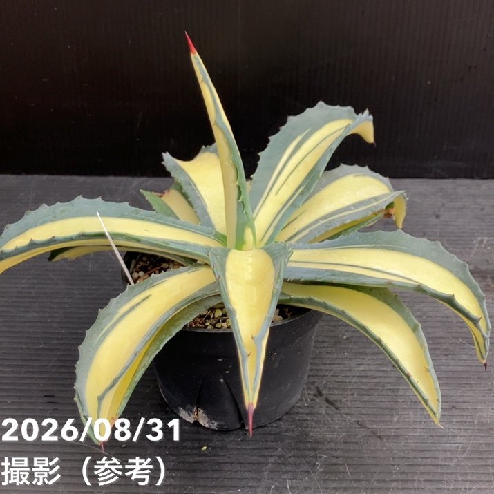 アガベ 3.5号 americana mediopicta ナチノカガヤキ|観葉10-TU