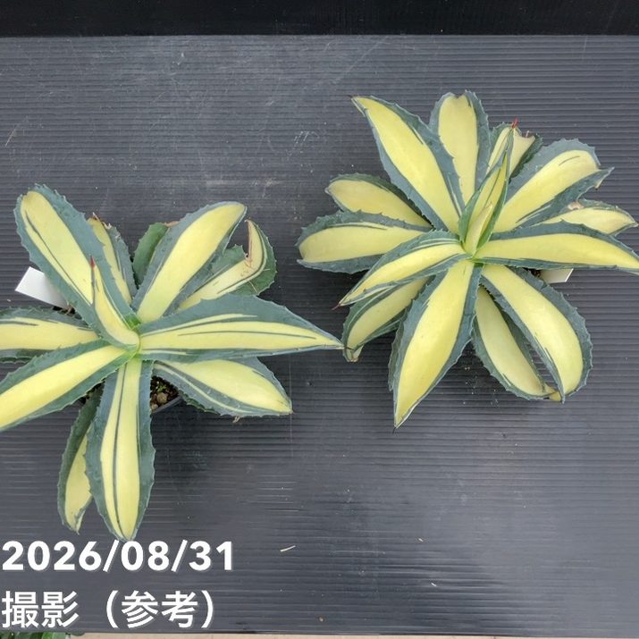アガベ 3.5号 americana mediopicta ナチノカガヤキ|観葉10-TU