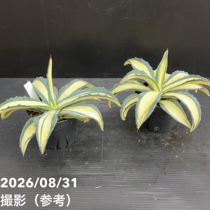 アガベ 3.5号 americana mediopicta ナチノカガヤキ|観葉10-TU