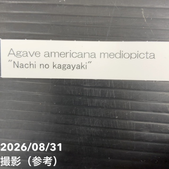 アガベ 3.5号 americana mediopicta ナチノカガヤキ|観葉10-TU