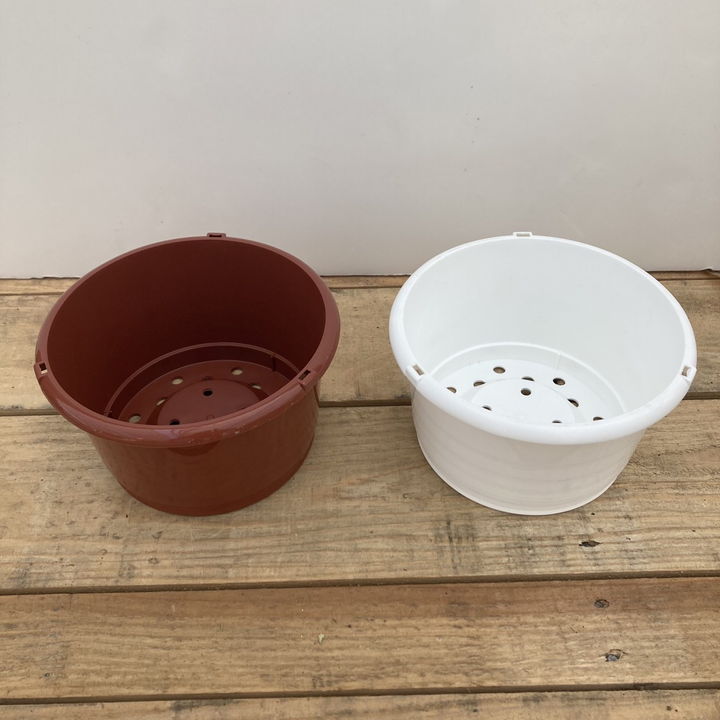 スイレンの内鉢 5号｜資材01-D2 | 赤塚植物園自社農場,熱帯スイレン