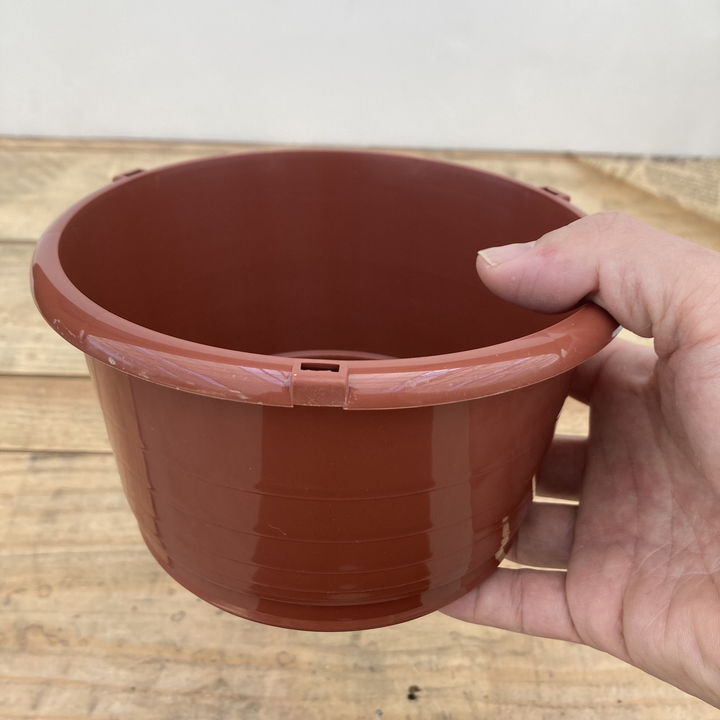 スイレンの内鉢 5号｜資材01-D2 | 赤塚植物園自社農場,熱帯スイレン