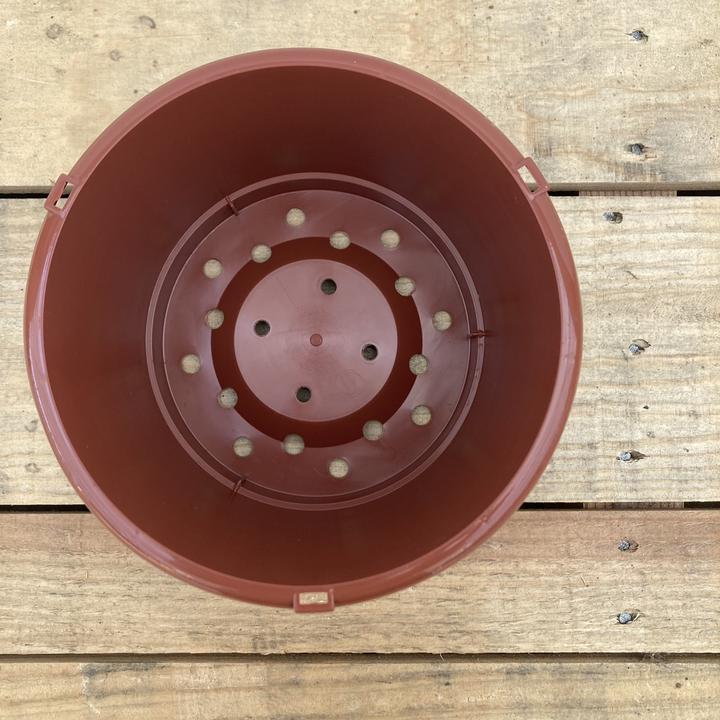 スイレンの内鉢 5号｜資材01-D2 | 赤塚植物園自社農場,熱帯スイレン