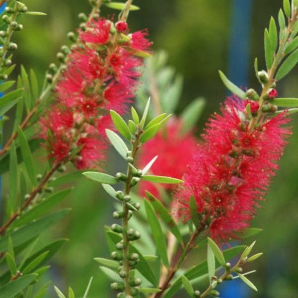 カリステモン　ピンディーピンディー カリステモン ピンディーピンディー 5号 ※お届けに10日程度かかる場合