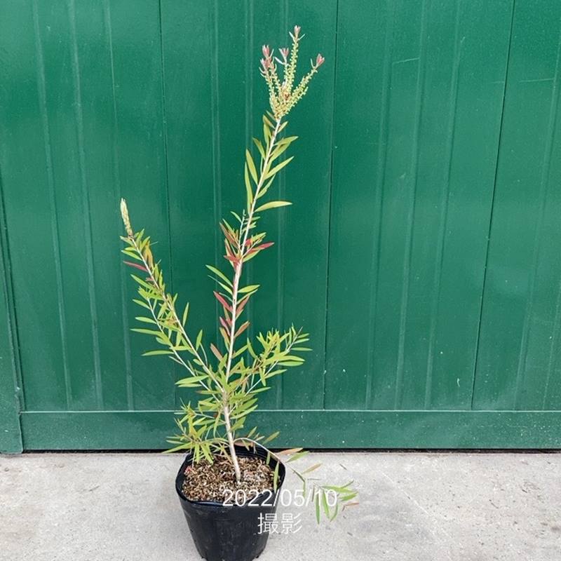 カリステモン ピンディーピンディー 5号 ※お届けに10日程度かかる場合