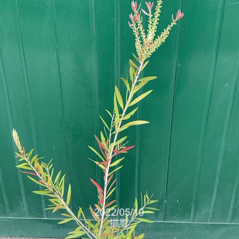 カリステモン ピンディーピンディー 5号 ※お届けに10日程度かかる場合