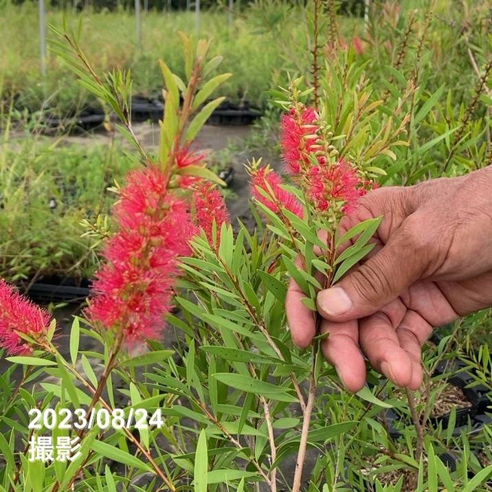 カリステモン　ピンディーピンディー カリステモン ピンディーピンディー 5号 ※お届けに10日程度