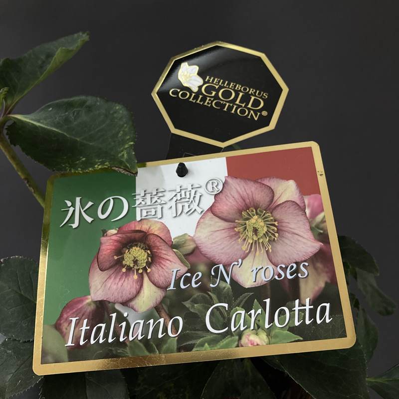 クリスマスローズ 氷の薔薇 4.5号 イタリアーノ カルロッタ｜山野04-PA
