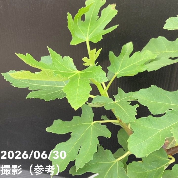 予約】充実株 イシヅキ農園さん イチジク ロングドゥート（バナーネ