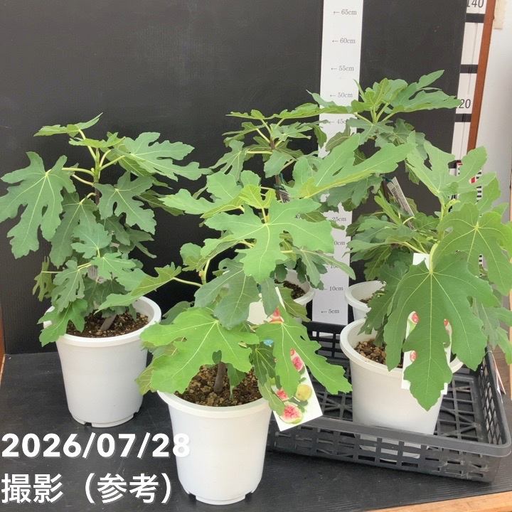 決算P5倍！10%OFF！8/2まで】充実株 イシヅキ農園さん イチジク ロング