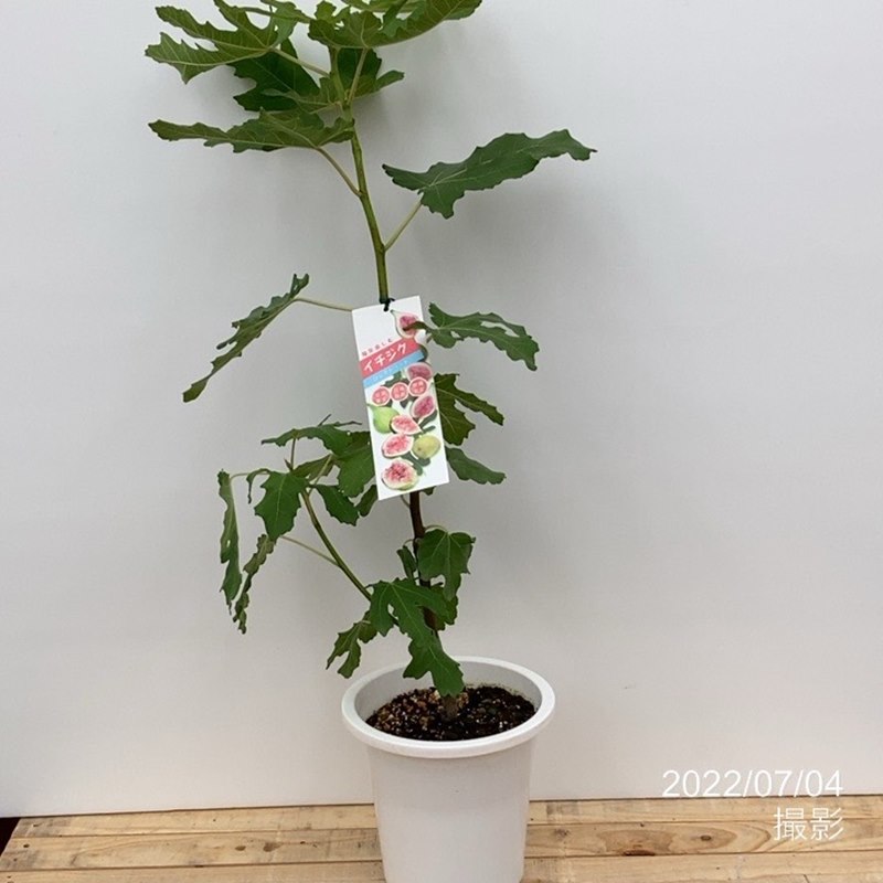 3532 農薬不使用 イチジク 6バナーネ取り木苗 3532 農薬不使用