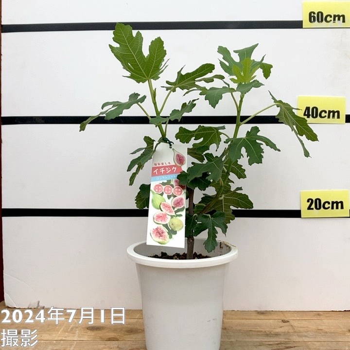 充実株 イシヅキ農園さん イチジク ロングドゥート（バナーネ