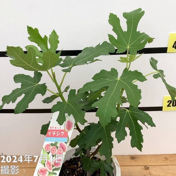 充実株 イシヅキ農園さん イチジク ロングドゥート（バナーネ） 6号 2