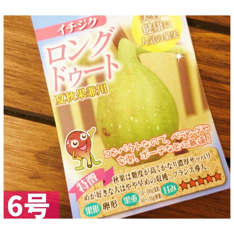 決算P5倍！10%OFF！8/2まで】充実株 イシヅキ農園さん イチジク ロング