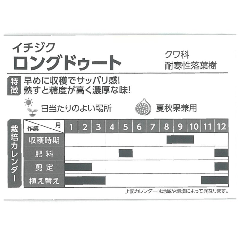充実株 イシヅキ農園さん イチジク ロングドゥート（バナーネ