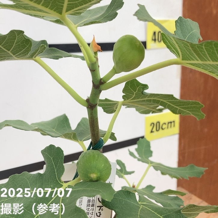 充実株 イシヅキ農園さん イチジク ロングドゥート（バナーネ） 6号 2