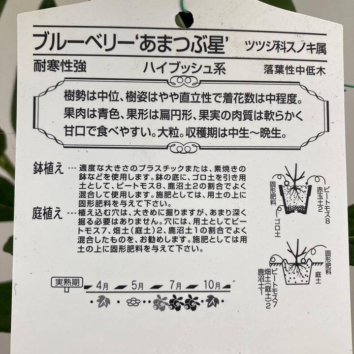 ブルーベリー ハイブッシュ系 あまつぶ星 5号｜果樹10-TU | 果樹