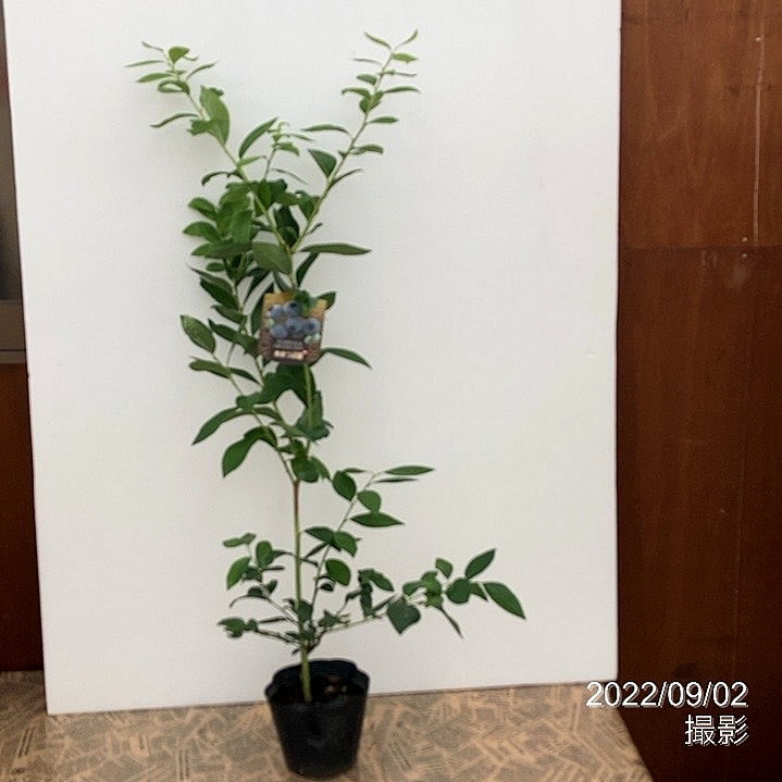 青苺 ブルーベリー ハイブッシュ系 あまつぶ星 5号｜果樹10-TU | 果樹