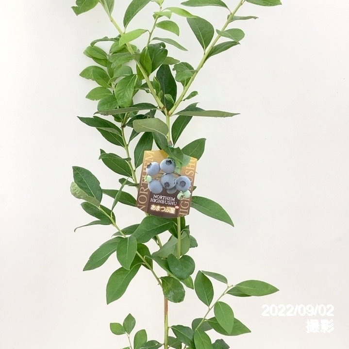 決算P5倍！10%OFF！8/2まで】ブルーベリー ハイブッシュ系 あまつぶ星