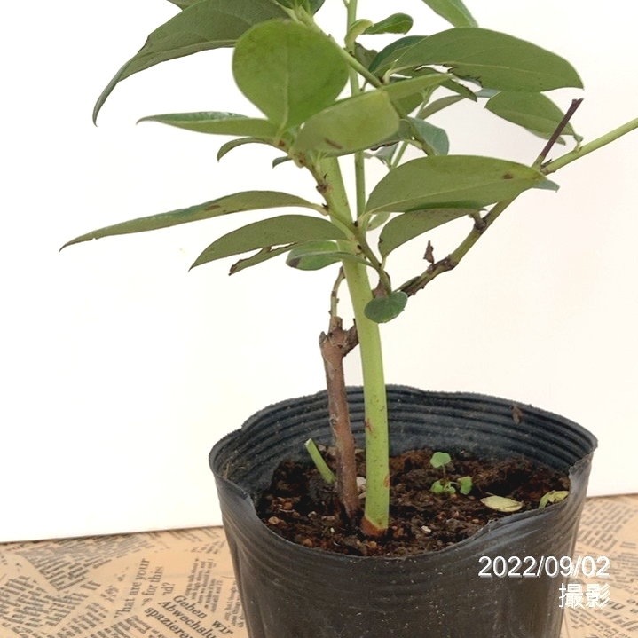 ブルーベリー ハイブッシュ系 あまつぶ星 5号｜果樹10-TU | 果樹