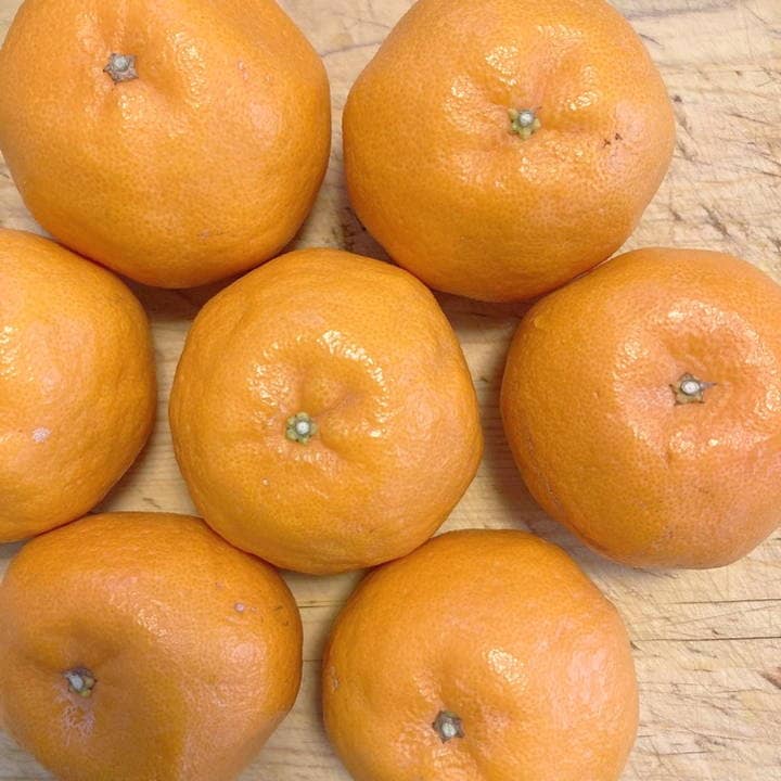 がんもさま ポンカン 苗木 5年生 実つき！ ポンカン 5号ロングポット 2年生苗｜柑橘｜果樹04-PA | 果樹,柑橘