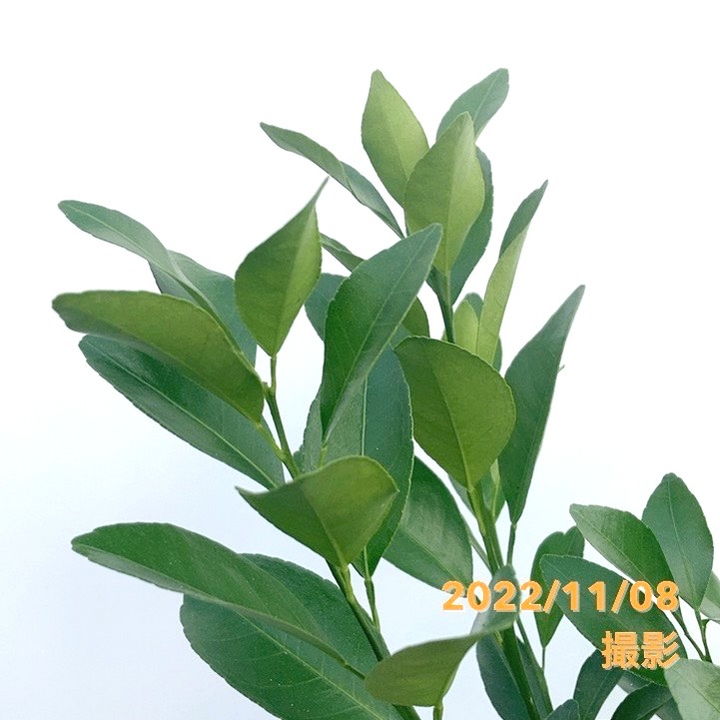 ポンカン 5号ロングポット 2年生苗｜柑橘｜果樹04-PA | 果樹,柑橘