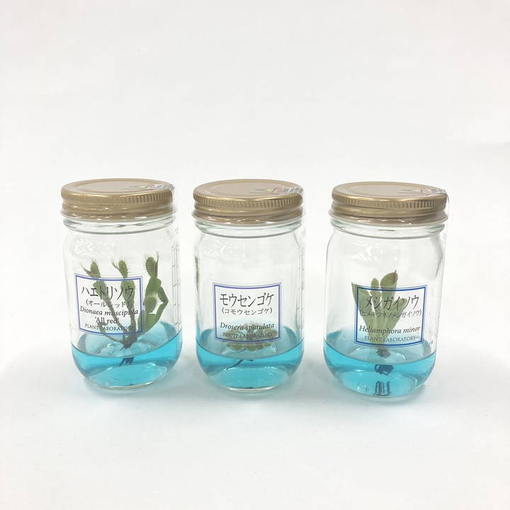 ビンの中で育む植物 植物ラボ メシガイソウ : Heliamphora minor