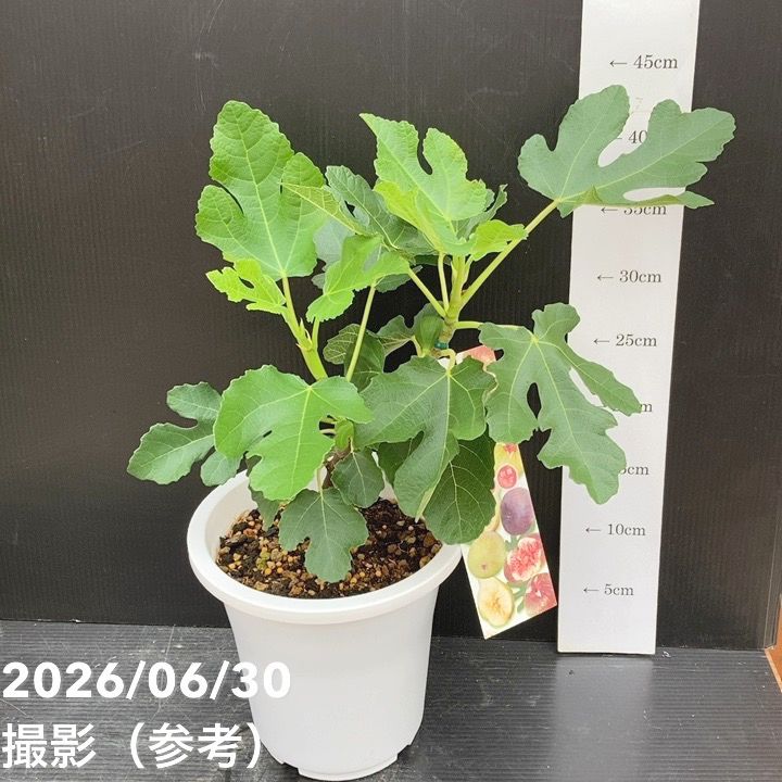決算P5倍！10%OFF！8/2まで】充実株 イシヅキ農園さん イチジク プリ