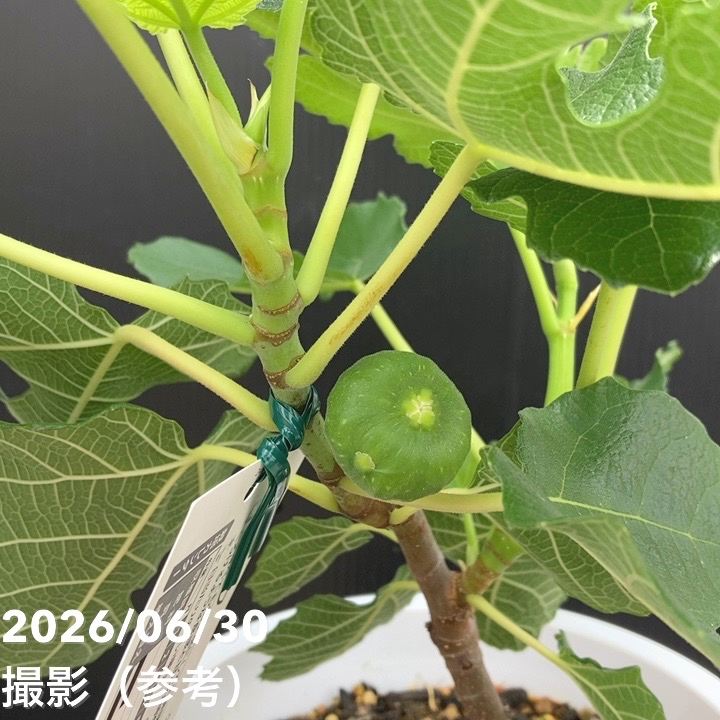 決算P5倍！10%OFF！8/2まで】充実株 イシヅキ農園さん イチジク プリ