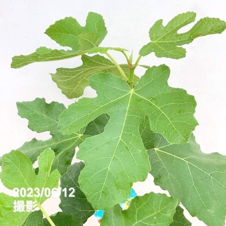 【専用】苗 イチジク 楽天市場】いちじく 【セレスト】 1年生苗 : 苗木部 by 花ひろば