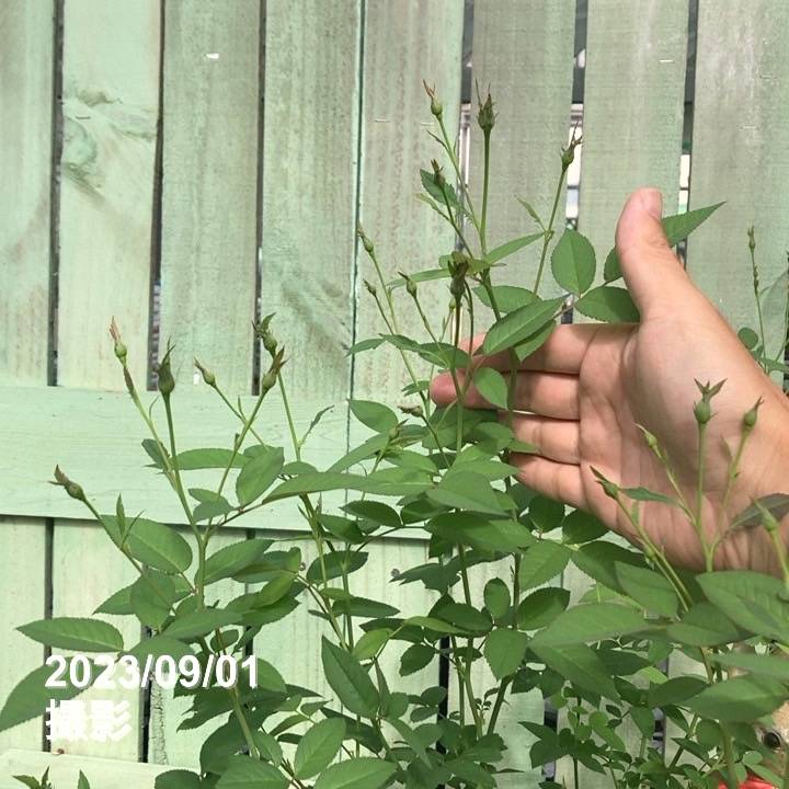 はるか（匿名配送）シルバー　タヒチ南洋パール13.3mm 最強の艶消　葉 楽天市場】12月3日20時からのセール対象商品 四季咲きバラ苗