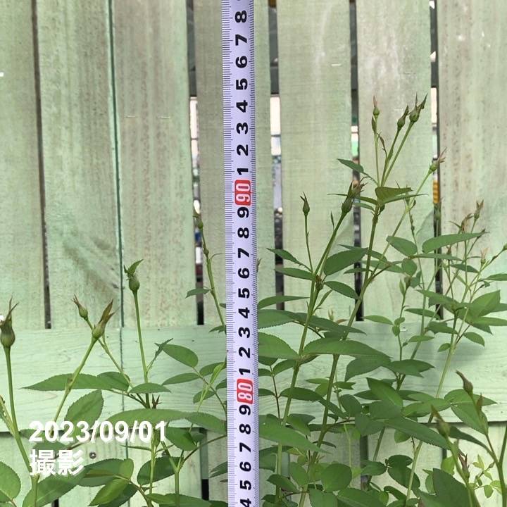 バラ中苗 ヴィル・ナタール 6号ロングスリット鉢 河本バラ園 河本