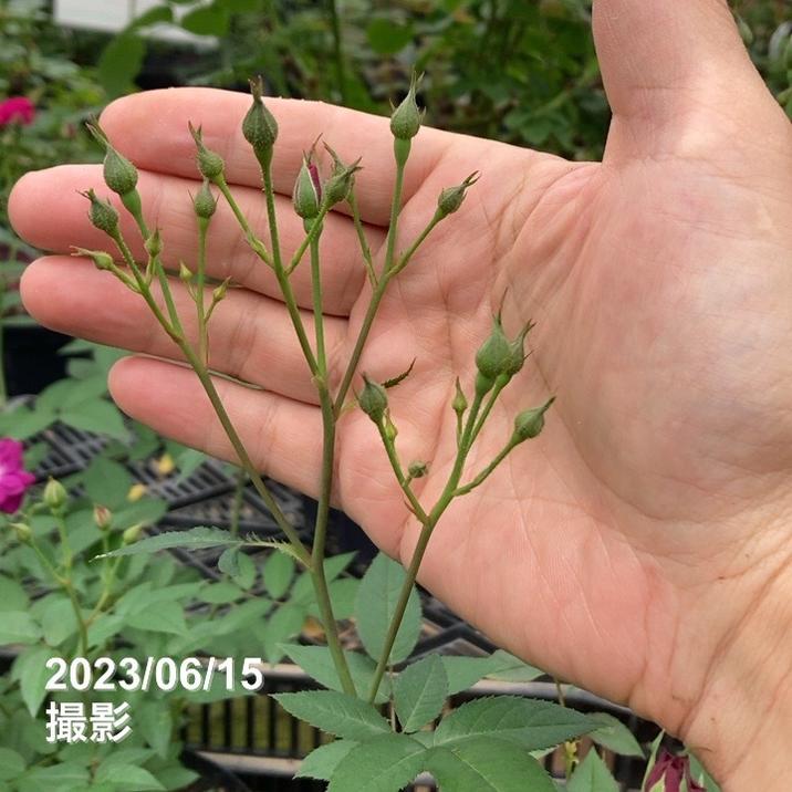 バラ中苗 ヴィル・ナタール 6号ロングスリット鉢 河本バラ園 河本