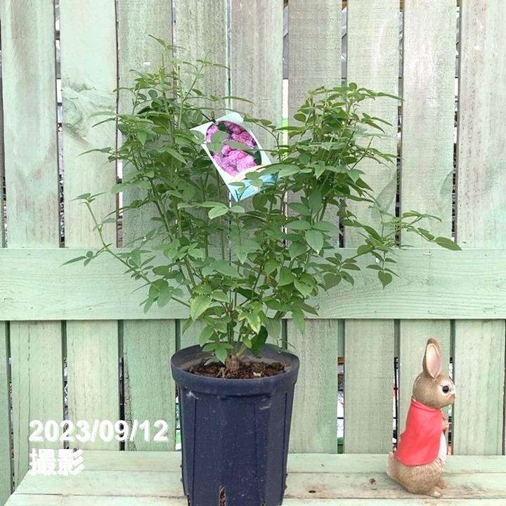 バラ中苗 ヴィル・ナタール 6号ロングスリット鉢 河本バラ園 河本