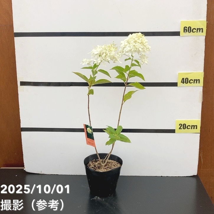 ガーデンアジサイ ピラミッドアジサイ 5号 ※お届けに10日程度かかる