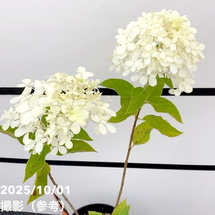 アジサイ アジサイ：AKATSUKI（アカツキ）3.5号ポット の通販 | 園芸ネット