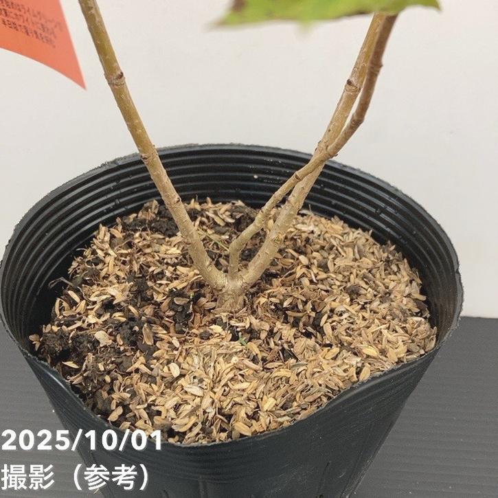 ピラミッドあじさい内容説明ご予約ページ（読む所から） ピラミッドあじさい内容説明ご予約ページ（読む所から） 2025.9.追加