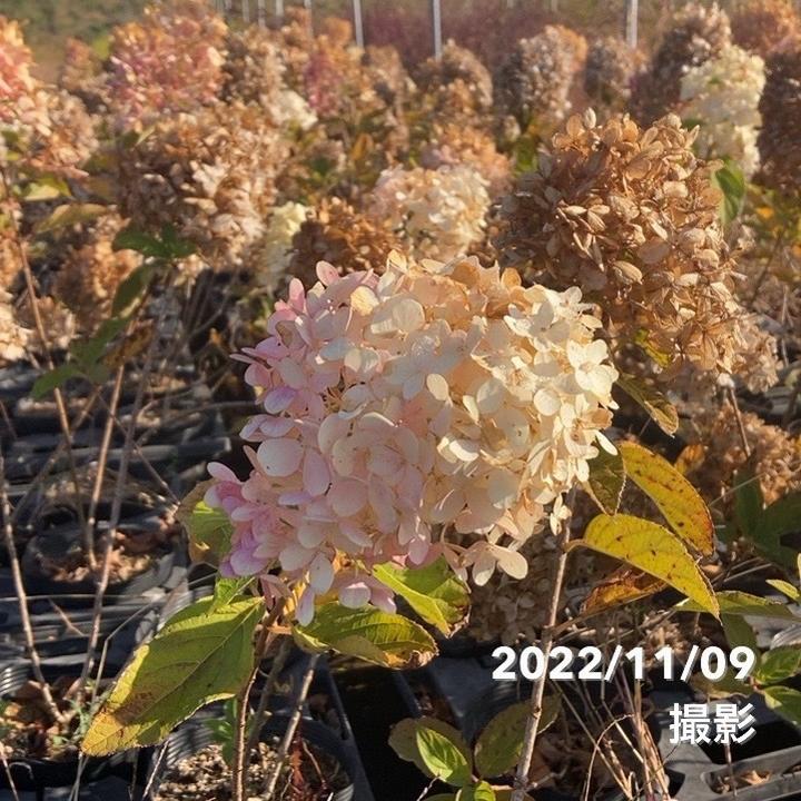 ガーデンアジサイ ピラミッドアジサイ 5号 ※お届けに10日程度かかる
