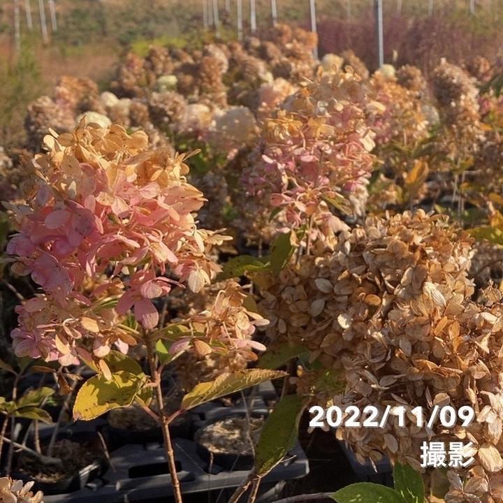 ガーデンアジサイ ピラミッドアジサイ 5号 ※お届けに10日程度かかる