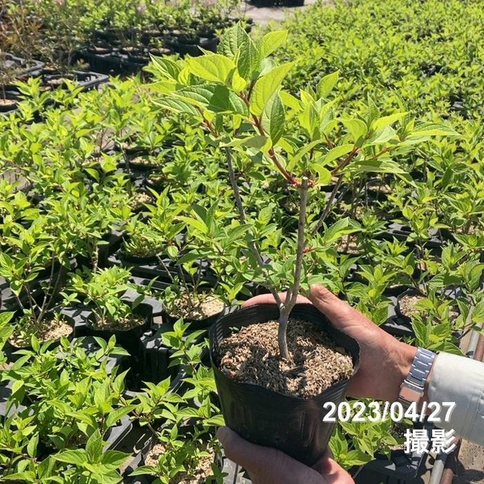 ガーデンアジサイ ピラミッドアジサイ 5号 ※お届けに10日程度かかる