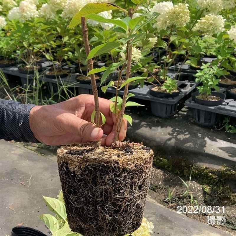 ガーデンアジサイ ピラミッドアジサイ 5号 ※お届けに10日程度かかる