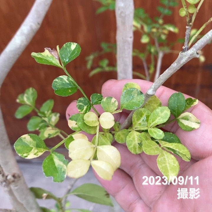 斑入りシマトネリコ 7号｜花木10-TU | 花木・庭木,[珍しい花木・庭木