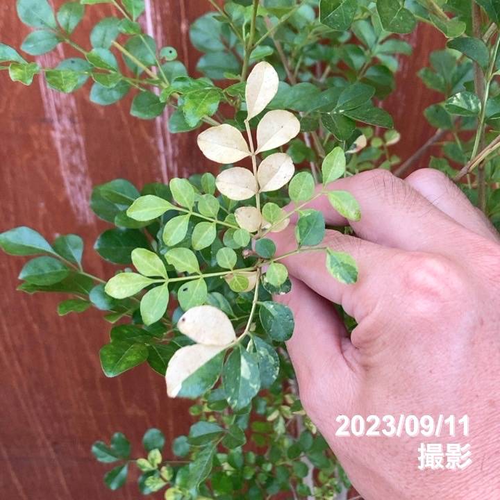 斑入りシマトネリコ 7号｜花木10-TU | 花木・庭木,[珍しい花木・庭木
