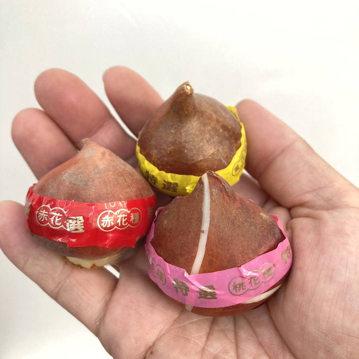 チューリップ球根 そろい咲きミックス 20球×3袋セット｜球根08-TU