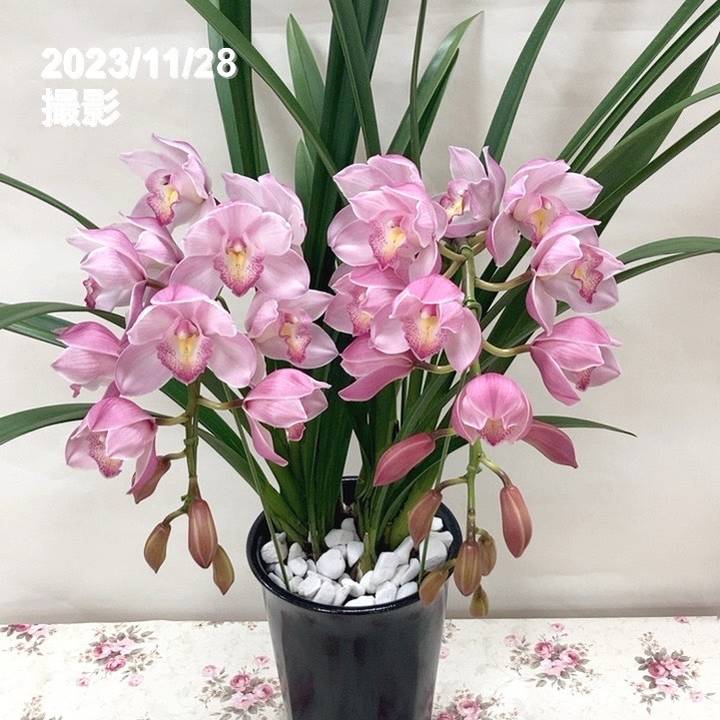 ☆シンビジューム☆ロマンティックラブ’テンシノクチヅケ☆アーチ型☆7号鉢☆2F☆ ☆シンビジューム☆ロマンティックラブ'テンシノクチヅケ☆アーチ型7号