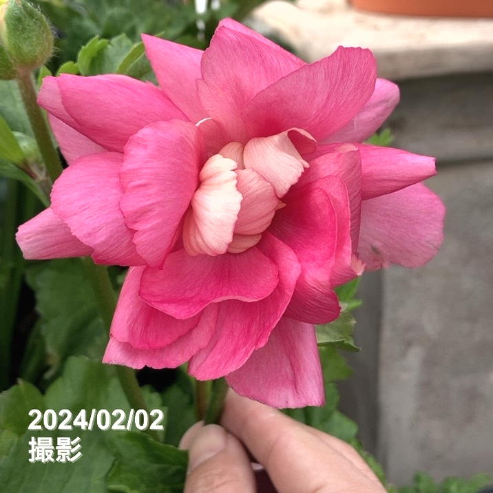 ラナンキュラス ラックスシリーズ 3.5～4号 セイレン PVP｜草花04-PA