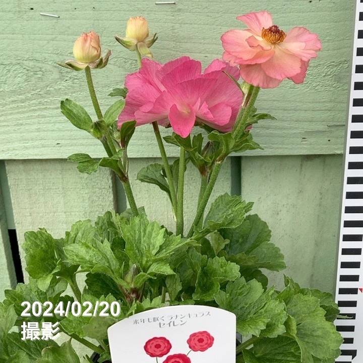 ラナンキュラス リース ラナンキュラス 「ラックス」シリーズ 「ランドセル」シリーズ 入荷