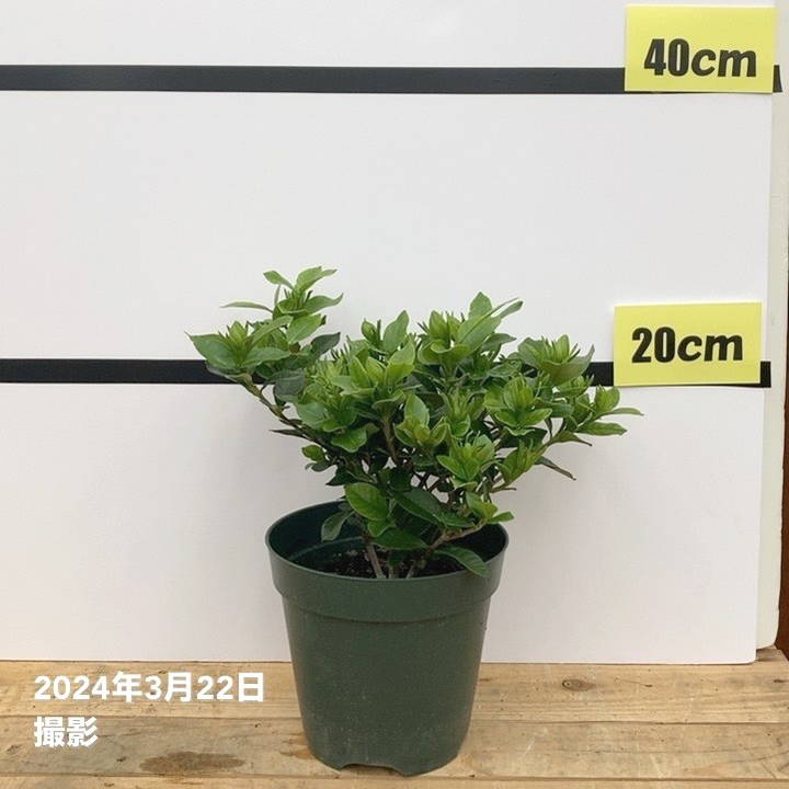 クチナシ 5号｜花木10-TU | 花木・庭木 | 赤塚植物園オンライン 花の音