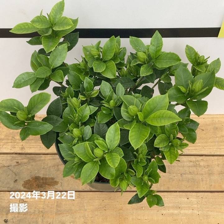 クチナシ 5号｜花木10-TU | 花木・庭木 | 赤塚植物園オンライン 花の音